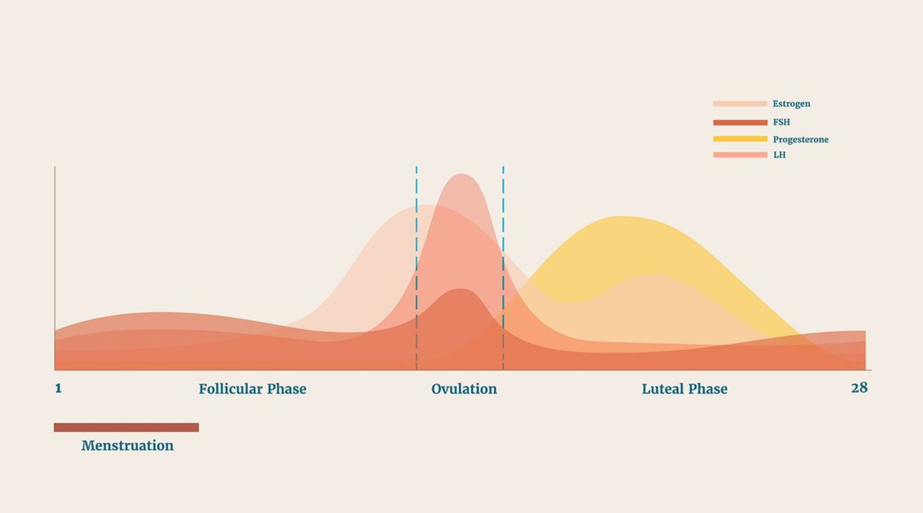 The Menstrual Cycle Decoded: What Happens and How to Work With It