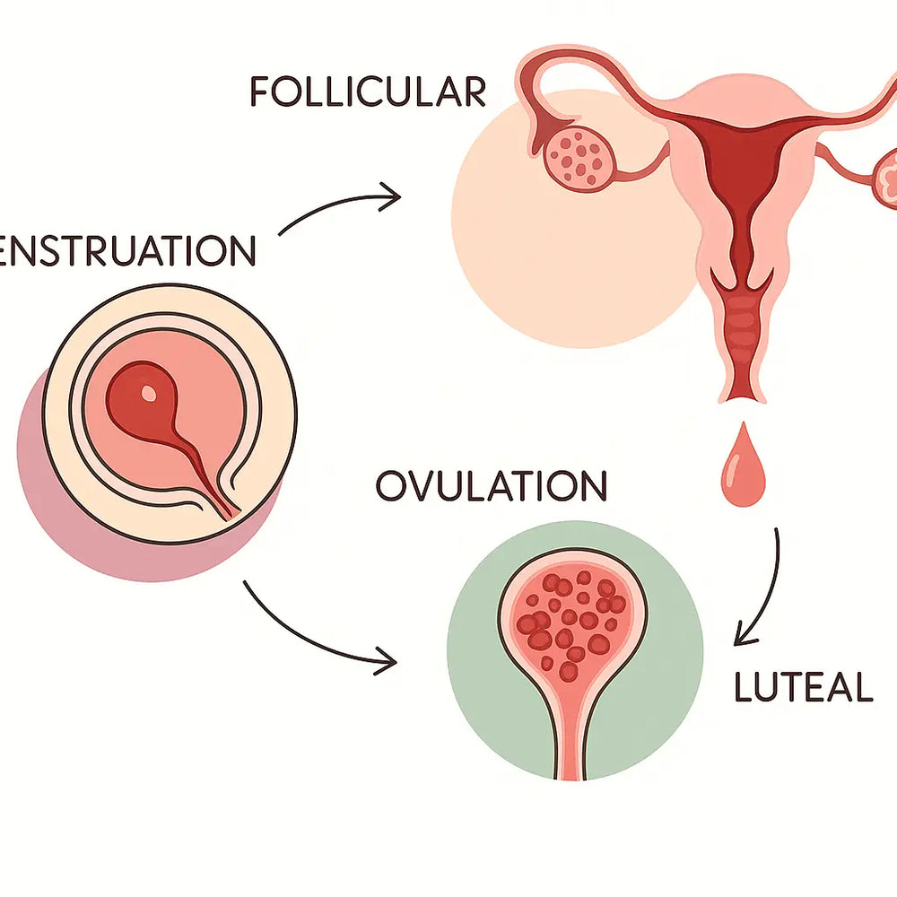The Menstrual Cycle Decoded: What Happens and How to Work With It