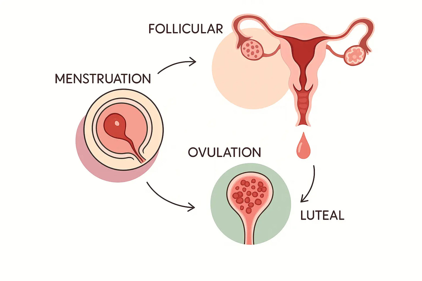 The Menstrual Cycle Decoded: What Happens and How to Work With It